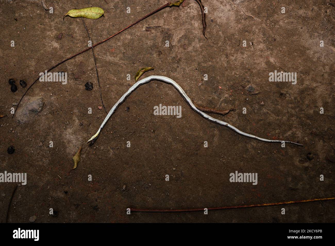 Un chat domestique a tué un serpent d'arbre Bronzeback (Dendrelaphis tristis) à Tehatta, Bengale-Occidental, Inde le 12/12/2021. (Photo de Soumyabrata Roy/NurPhoto) Banque D'Images