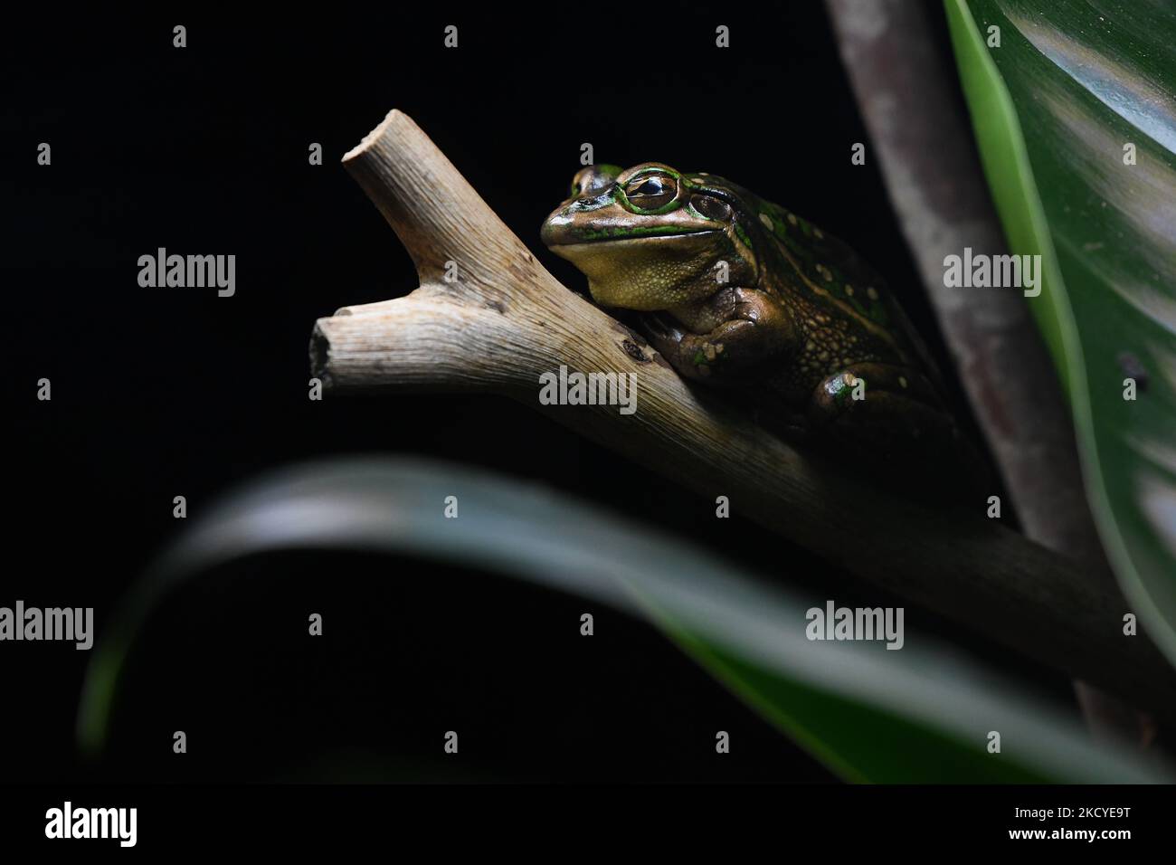 Une grenouille verte et dorée est visible au parc animalier d'Orana, à la périphérie de Christchurch, sur 24 décembre 2021. (Photo de Sanka Vidanagama/NurPhoto) Banque D'Images