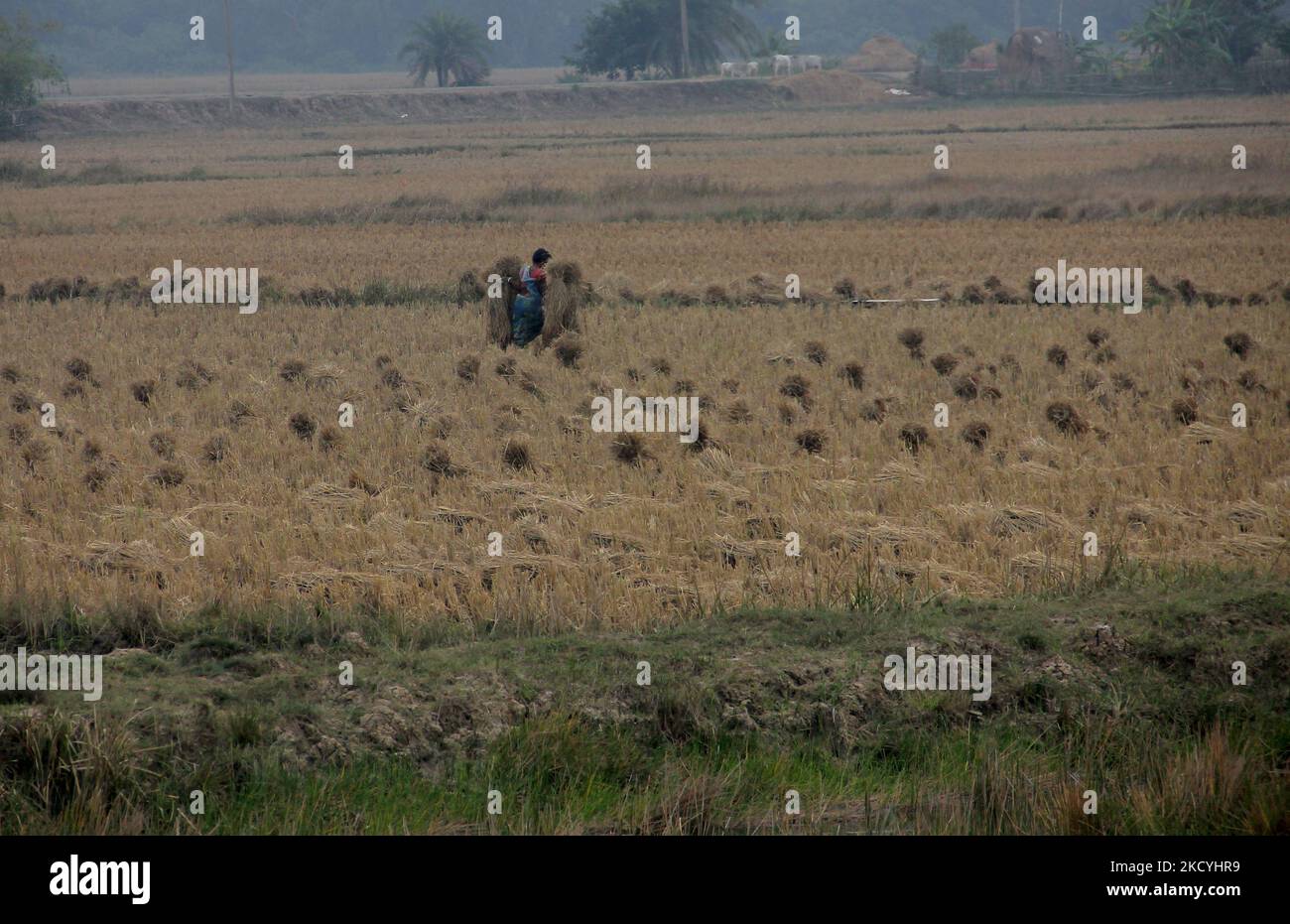 Les agriculteurs des villages de la zone rurale collectent leurs ripen padies et les transportent vers leur domicile depuis les champs agricoles à la périphérie de la ville de Bhubaneswar, la capitale de l'État indien de l'est d'Odisha. Le service local de métrologie alerte les agriculteurs de la zone côtière de recueillir leurs padides et des stocker dans le lieu de sécurité avant la pluie déverse sous forme de basse pression dans la baie de la mer du Bengale., le 29 décembre 2021. (Photo par STR/NurPhoto) Banque D'Images