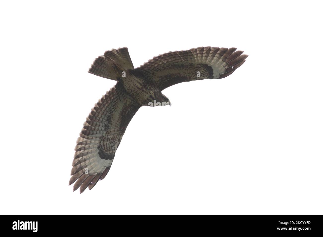 Buse variable Banque D'Images