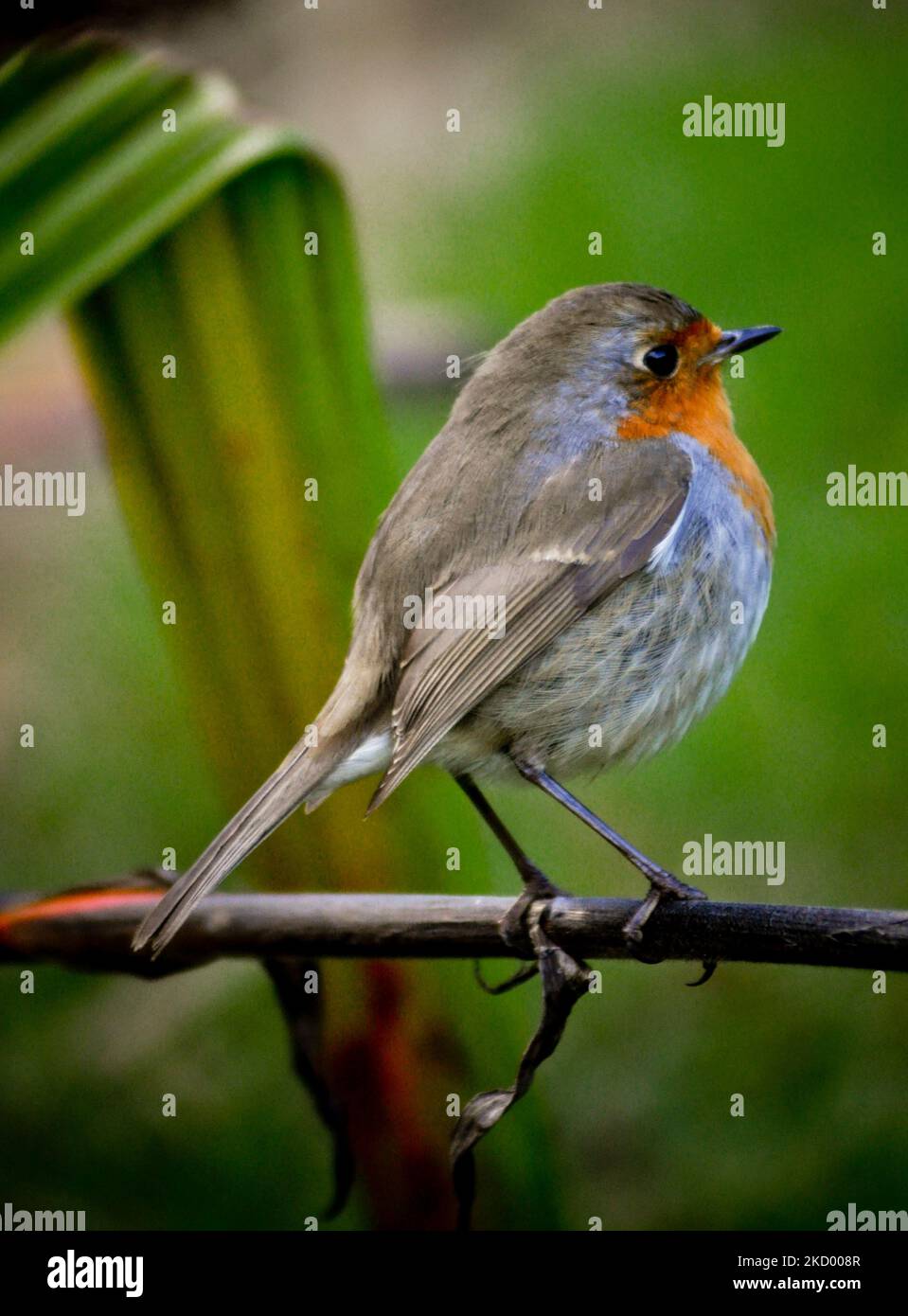 Oiseau-Robin (erithacus rubecula) reposant sur une branche dans un jardin, Royaume-Uni Banque D'Images