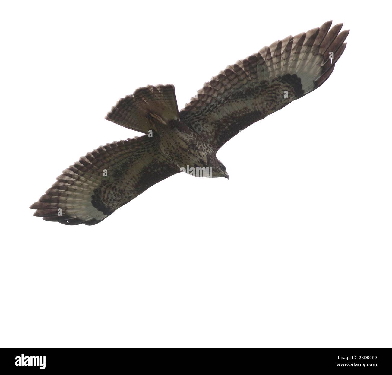 Buse variable Banque D'Images