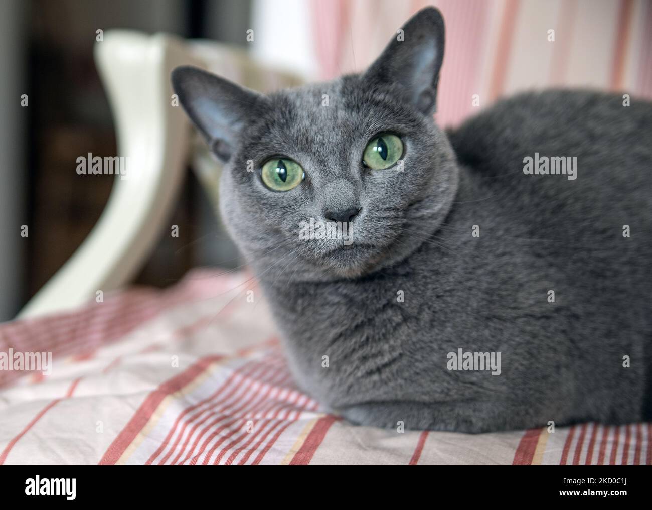 Chat bleu russe sur une chaise Banque D'Images