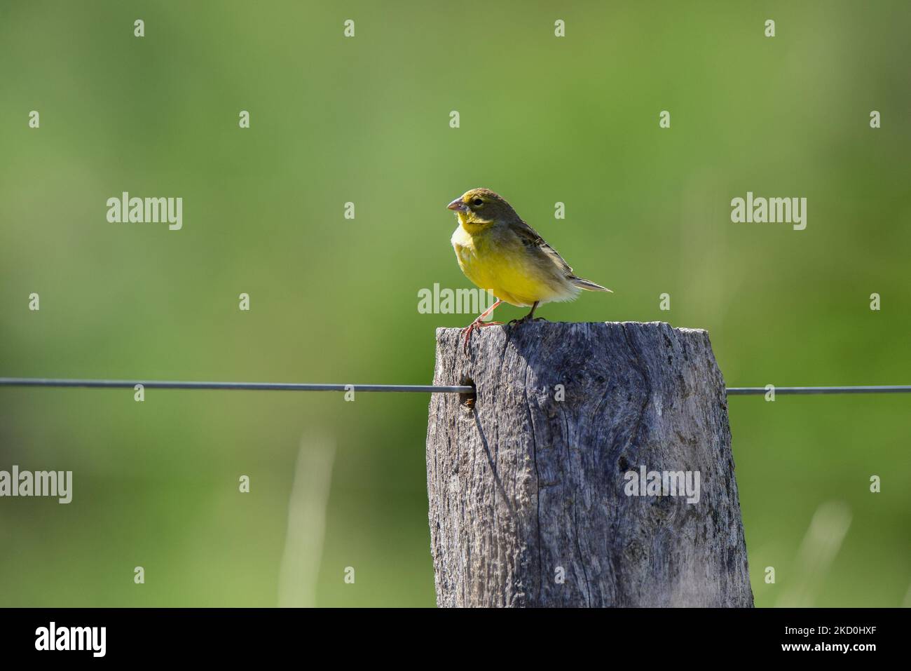 .Saffron jaune Finch.Sicalis flaveola.Patagonia Argentine Banque D'Images