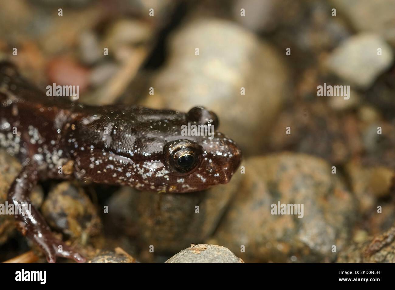 Gros plan sur la forme noire de la salamandre occidentale à dos rouge, Plethodon vehulum dans l'État de Washington Banque D'Images