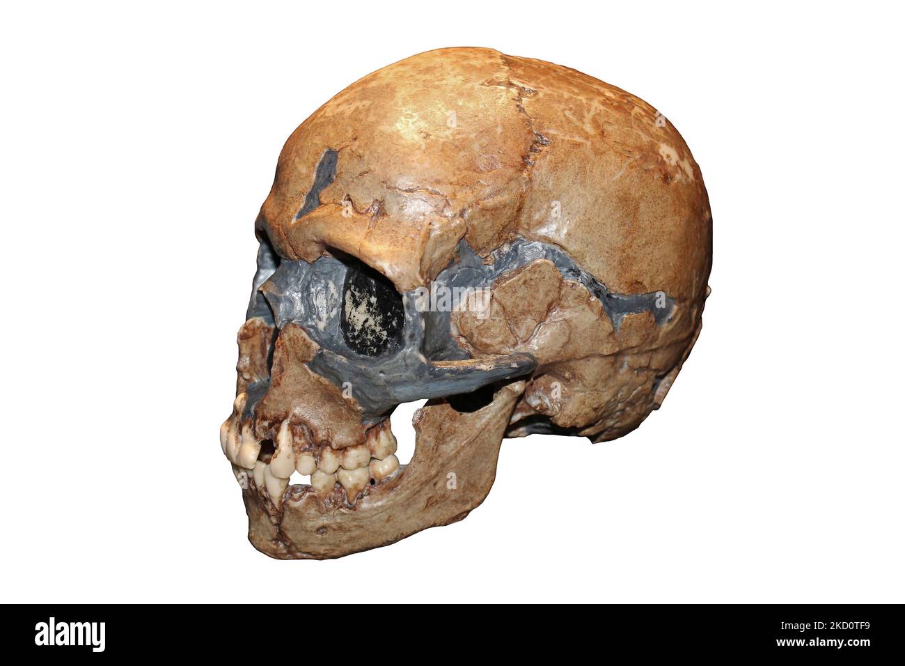 Homo sapiens crâne d'enfant grotte de Qafzeh, Israël - Qafzeh11 Banque D'Images