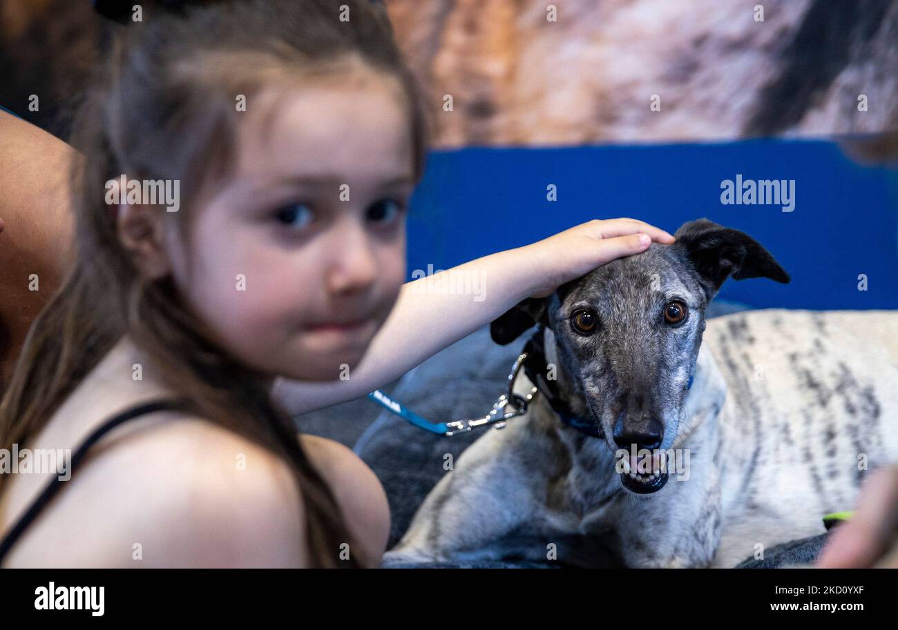 Sydney, Australie. 5th novembre 2022. Une fille touche un chien lors d'une exposition nationale d'animaux de compagnie à Sydney, en Australie, le 5 novembre 2022. Credit: Bai Xuefei/Xinhua/Alay Live News Banque D'Images