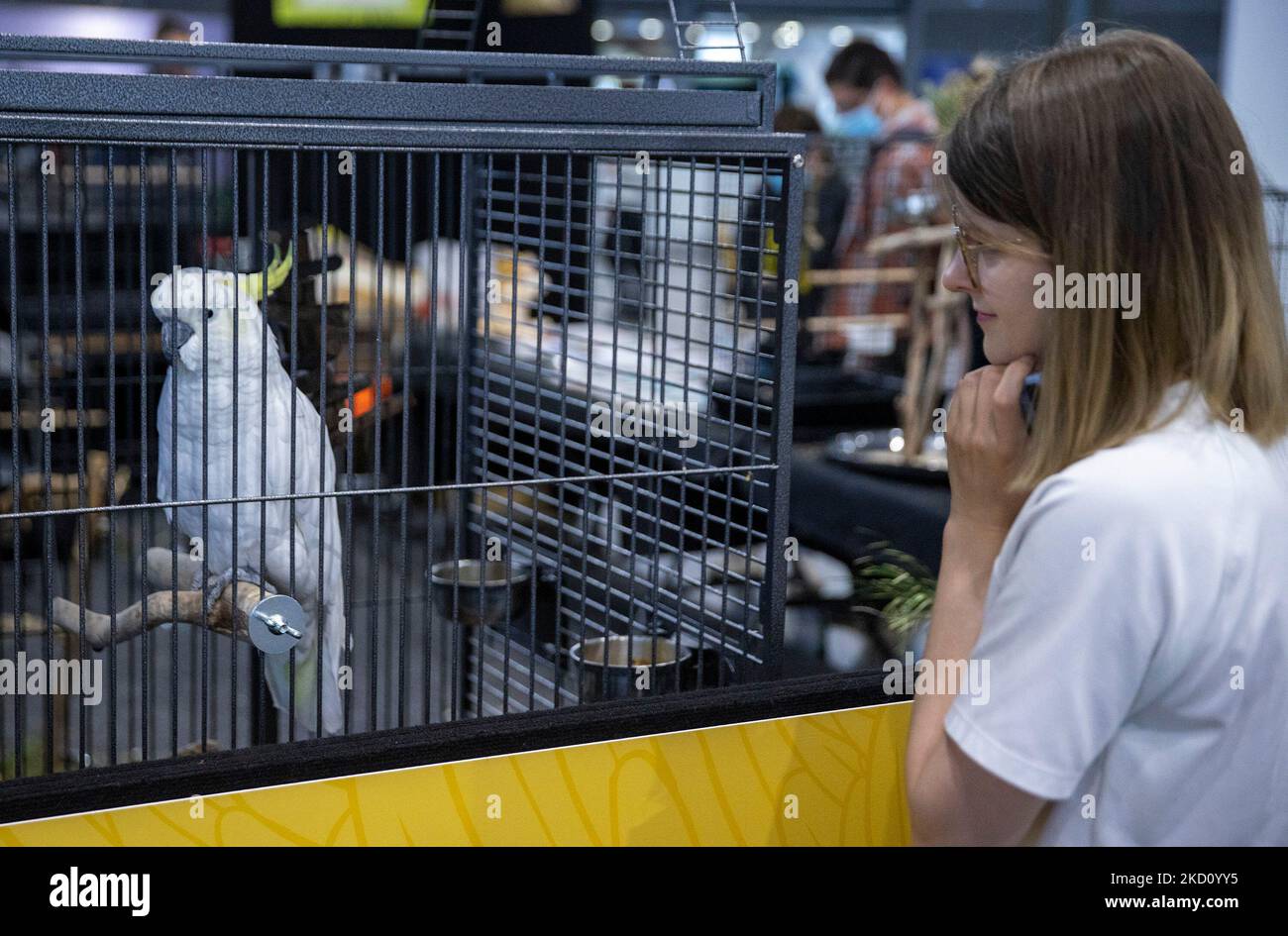 Sydney, Australie. 5th novembre 2022. Une jeune fille regarde un cafatoo exposé à un spectacle national d'animaux de compagnie à Sydney, en Australie, le 5 novembre 2022. Credit: Bai Xuefei/Xinhua/Alay Live News Banque D'Images