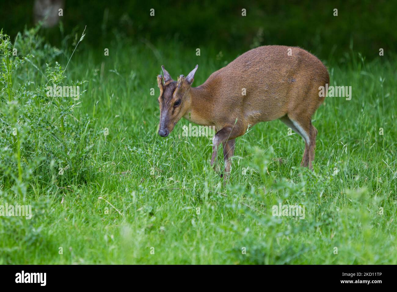 Reeves's muntjac Muntiacus reevesi, recherche de nourriture pour adultes sur l'herbe, British Wildlife Centre, Surrey, Royaume-Uni, juin Banque D'Images