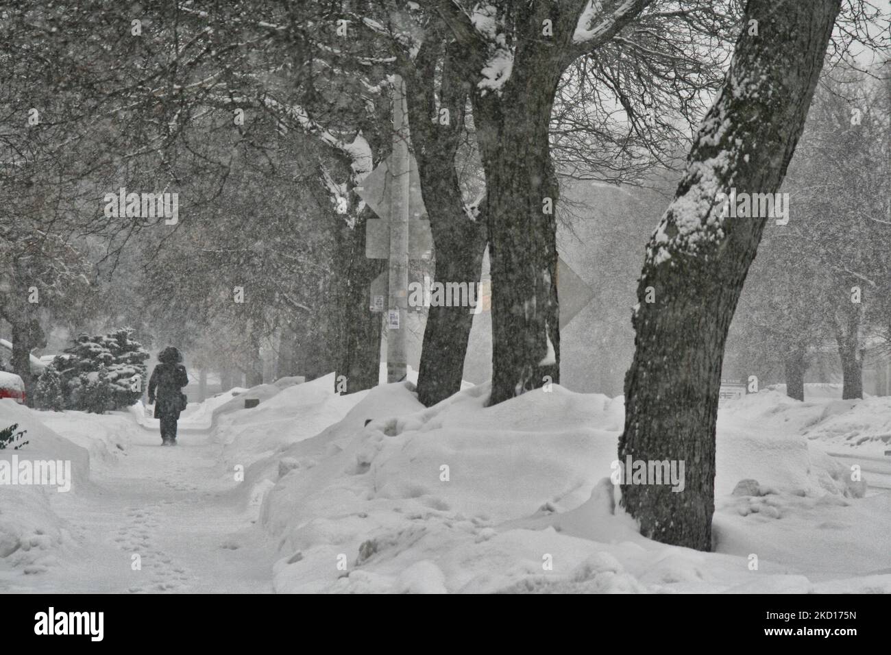 Une personne marchant comme une tempête de neige a frappé Toronto, Ontario, Canada, on 24 janvier 2022. La tempête devrait tomber entre 5-10 centimètres de neige dans le grand Toronto. (Photo de Creative Touch Imaging Ltd./NurPhoto) Banque D'Images