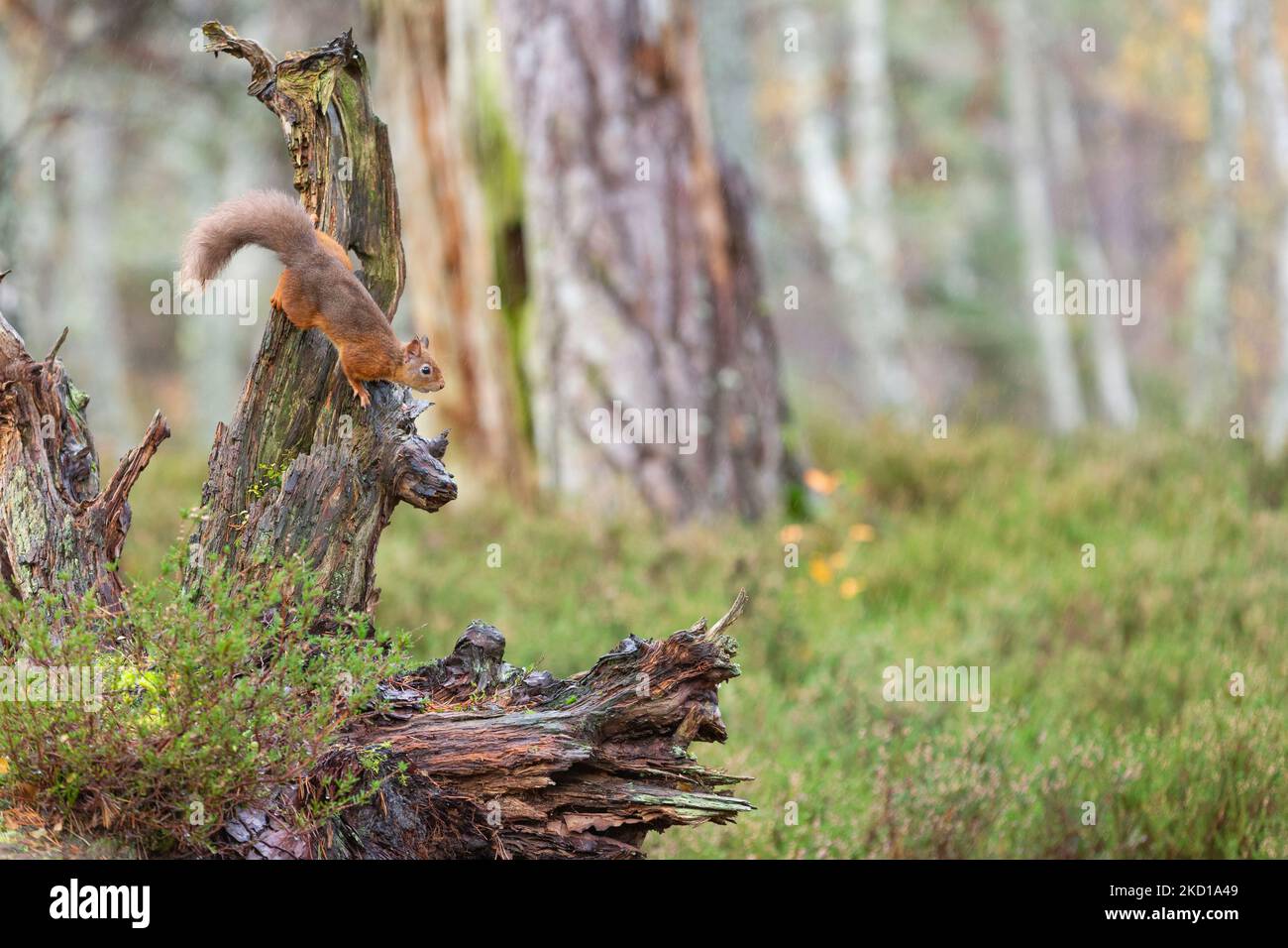 Écureuil rouge eurasien Sciurus vulgaris, alimentation des adultes, Rothiemurchus, Highlands, Écosse, Royaume-Uni, novembre Banque D'Images