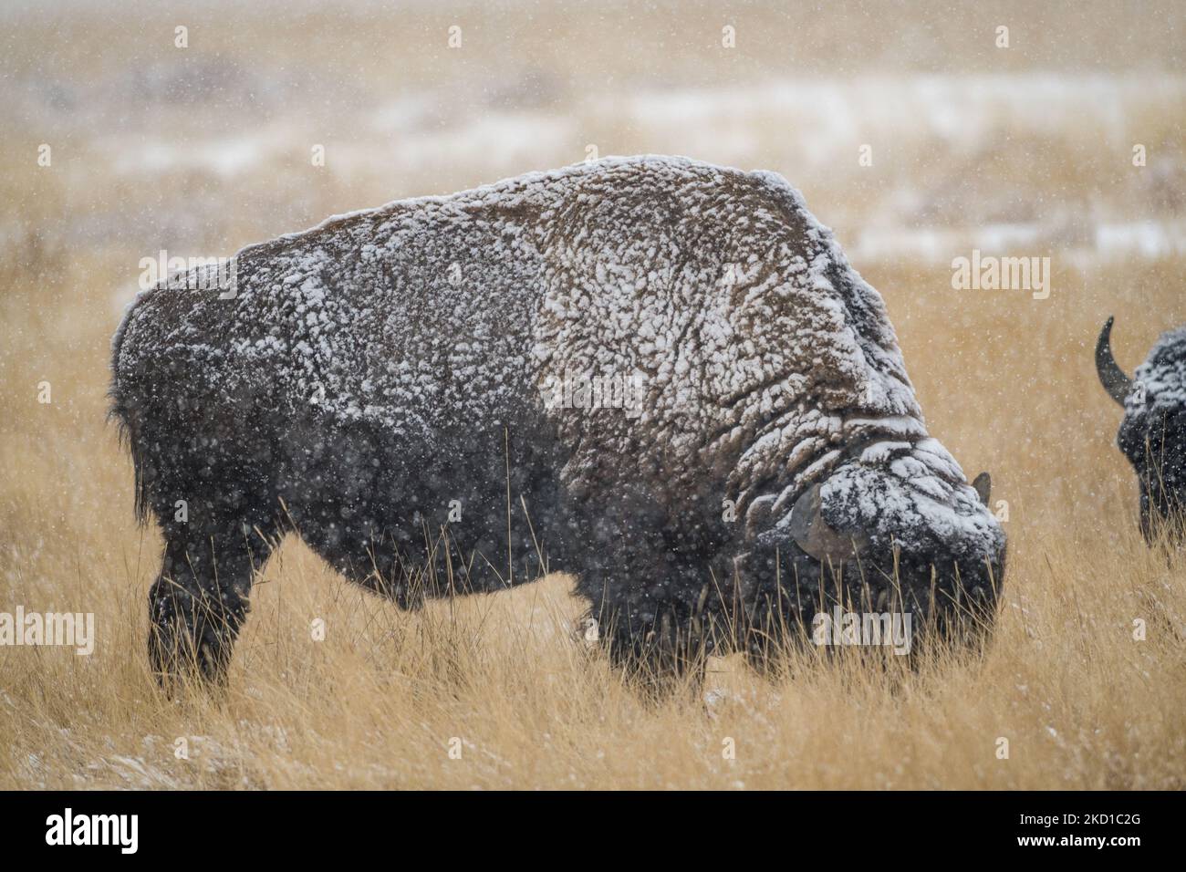 Un bison nord-américain se hale dans la neige à la réserve naturelle nationale de l'Arsenal des Rocheuses, près de Denver, Colorado, on 27 janvier 2022. Alors que les sécheresses se poursuivaient en hiver dans le Sud-Ouest américain, la neige dont on avait tant besoin était la bienvenue dans la zone métropolitaine de Denver. (Photo de Mark Stahl/NurPhoto) Banque D'Images