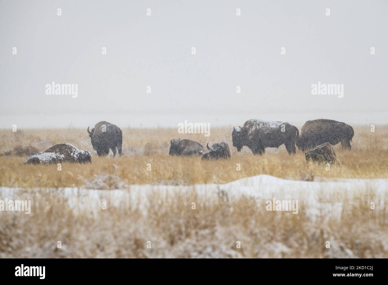 Un groupe de bisons nord-américains se broutent dans la neige à la réserve naturelle nationale de l'Arsenal des Rocheuses, près de Denver, Colorado, on 27 janvier 2022. Alors que les sécheresses se poursuivaient en hiver dans le Sud-Ouest américain, la neige dont on avait tant besoin était la bienvenue dans la zone métropolitaine de Denver. (Photo de Mark Stahl/NurPhoto) Banque D'Images