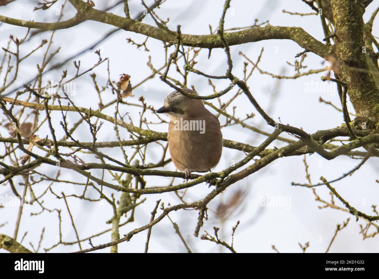 Le geai eurasien - Garrulus glandarius une espèce d'oiseau de passereau de la famille des Corvidae repéré perché sur les branches d'arbres et de buissons dans une forêt avec un étang de lac dans la nature, L'environnement naturel de l'habitat pour les oiseaux près de l'environnement urbain d'Eindhoven dans le parc Meerland près de Meerhoven. Eindhoven, pays-Bas sur 29 janvier 2022 (photo de Nicolas Economou/NurPhoto) Banque D'Images