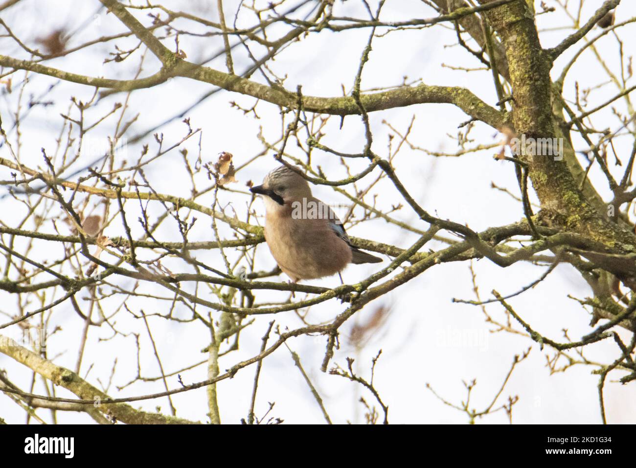 Le geai eurasien - Garrulus glandarius une espèce d'oiseau de passereau de la famille des Corvidae repéré perché sur les branches d'arbres et de buissons dans une forêt avec un étang de lac dans la nature, L'environnement naturel de l'habitat pour les oiseaux près de l'environnement urbain d'Eindhoven dans le parc Meerland près de Meerhoven. Eindhoven, pays-Bas sur 29 janvier 2022 (photo de Nicolas Economou/NurPhoto) Banque D'Images