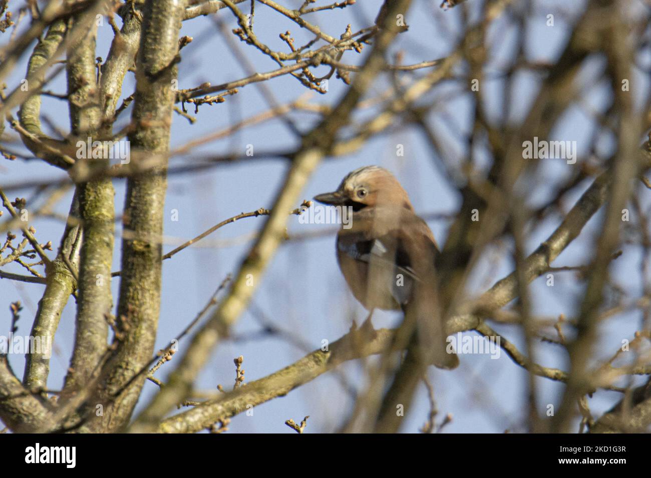 Le geai eurasien - Garrulus glandarius une espèce d'oiseau de passereau de la famille des Corvidae repéré perché sur les branches d'arbres et de buissons dans une forêt avec un étang de lac dans la nature, L'environnement naturel de l'habitat pour les oiseaux près de l'environnement urbain d'Eindhoven dans le parc Meerland près de Meerhoven. Eindhoven, pays-Bas sur 29 janvier 2022 (photo de Nicolas Economou/NurPhoto) Banque D'Images