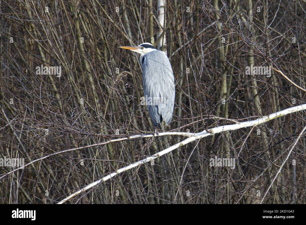 Un héron gris - Ardea cinerea vu au-dessus de l'étang perché sur les branches dans une forêt avec un lac près de l'environnement urbain d'Eindhoven dans le parc Meerland près de Meerhoven. Eindhoven, pays-Bas sur 29 janvier 2022 (photo de Nicolas Economou/NurPhoto) Banque D'Images