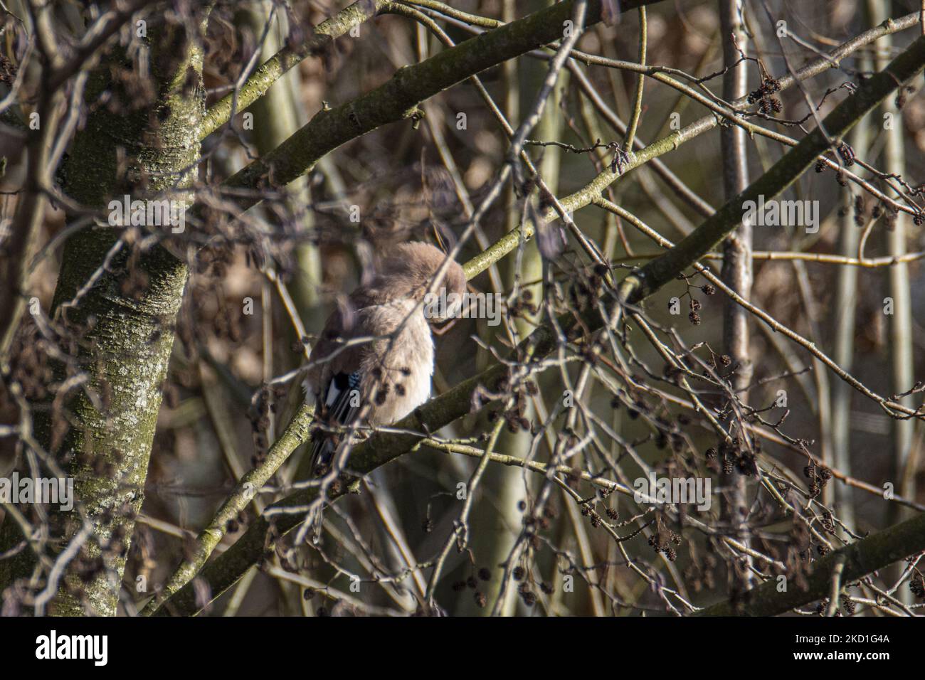Le geai eurasien - Garrulus glandarius une espèce d'oiseau de passereau de la famille des Corvidae repéré perché sur les branches d'arbres et de buissons dans une forêt avec un étang de lac dans la nature, L'environnement naturel de l'habitat pour les oiseaux près de l'environnement urbain d'Eindhoven dans le parc Meerland près de Meerhoven. Eindhoven, pays-Bas sur 29 janvier 2022 (photo de Nicolas Economou/NurPhoto) Banque D'Images