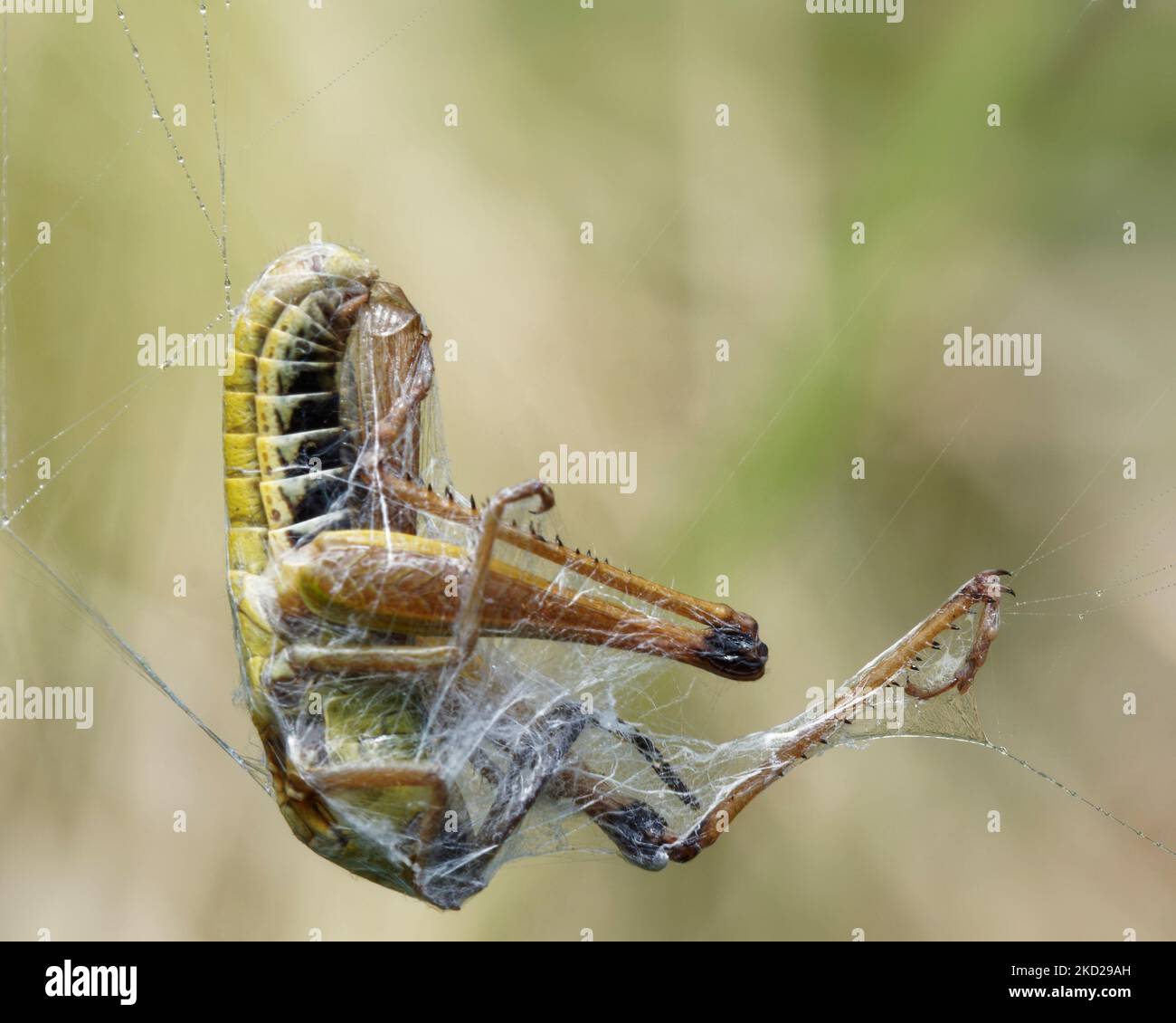 Un sauterelle pris dans la toile d'une araignée. Une approche écologique de lutte antiparasitaire. Banque D'Images