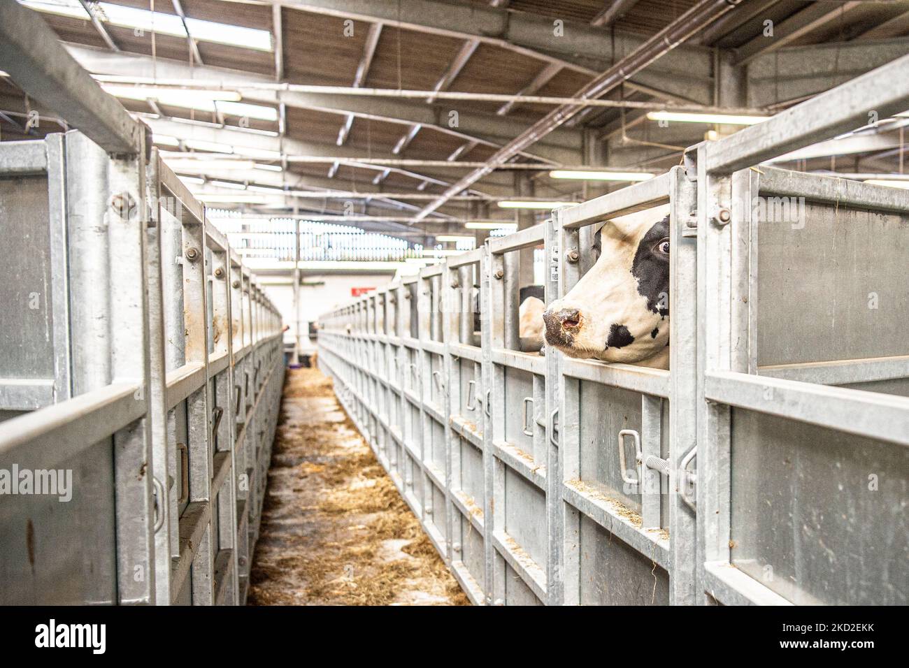 vache à vendre seul sur un marché de bétail Banque D'Images