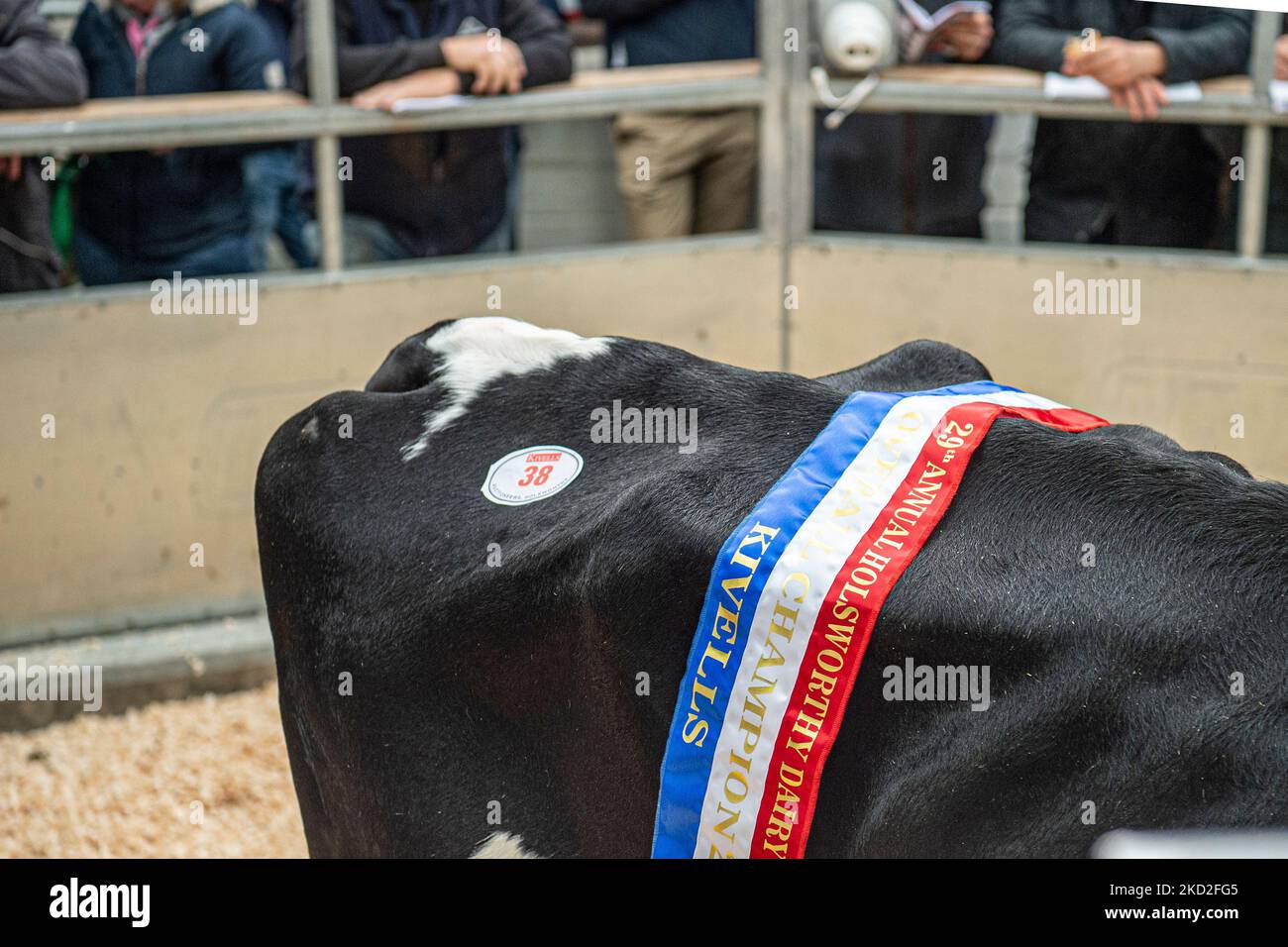 Champion vache Holstein laitière en cours de vente Banque D'Images