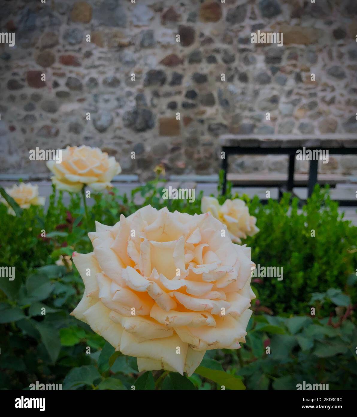 Un gros plan des roses jaunâtres dans le jardin Banque D'Images Un gros plan des roses jaunâtres dans le jardin Banque D'Images