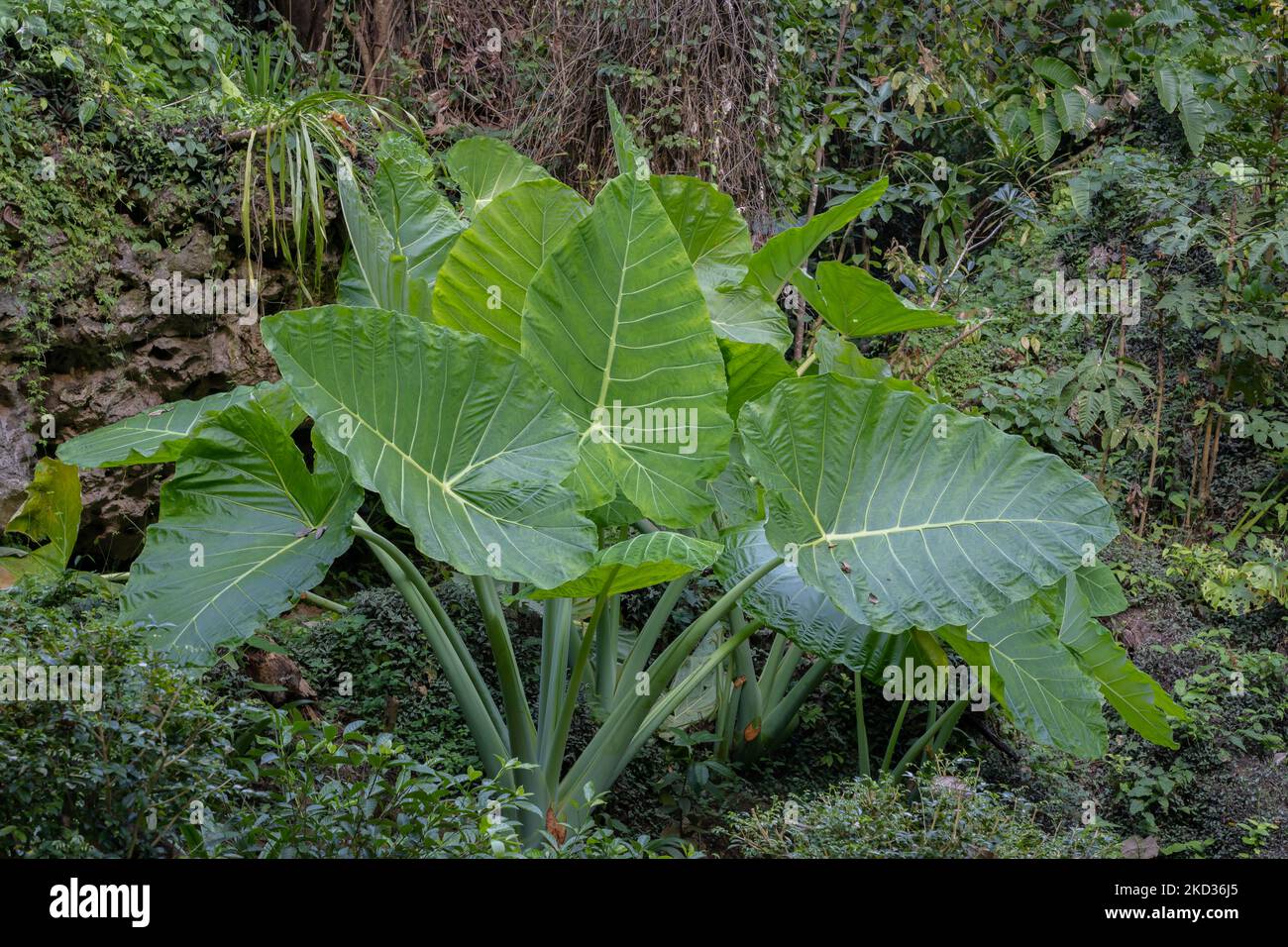 Elephant ear plant colocasia leaf Banque de photographies et d’images à haute résolution Alamy