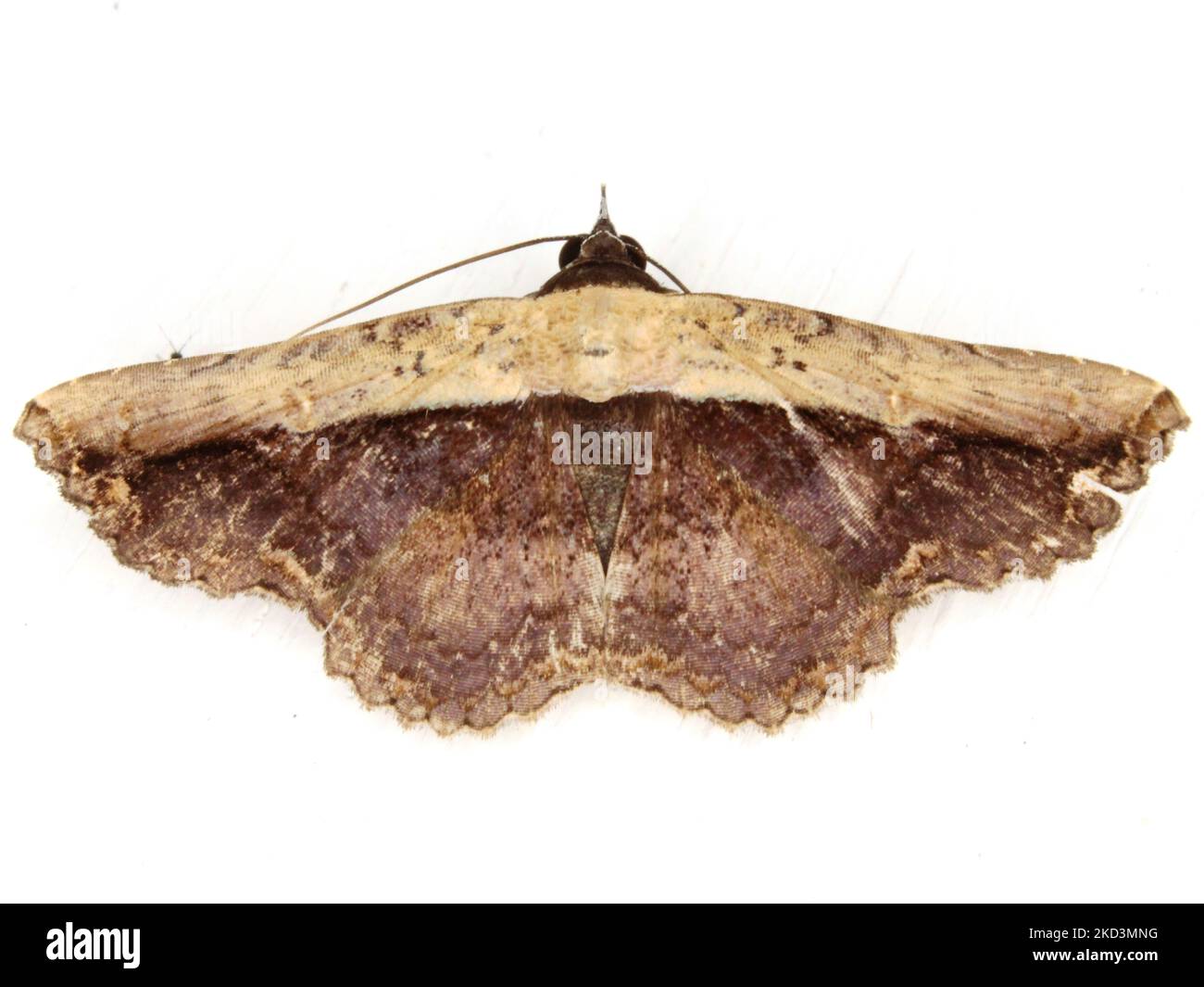 Erebid Moth (famille des Erechidae) Calpinae - espèces de Letis isolées sur un fond blanc de la jungle du Belize Banque D'Images