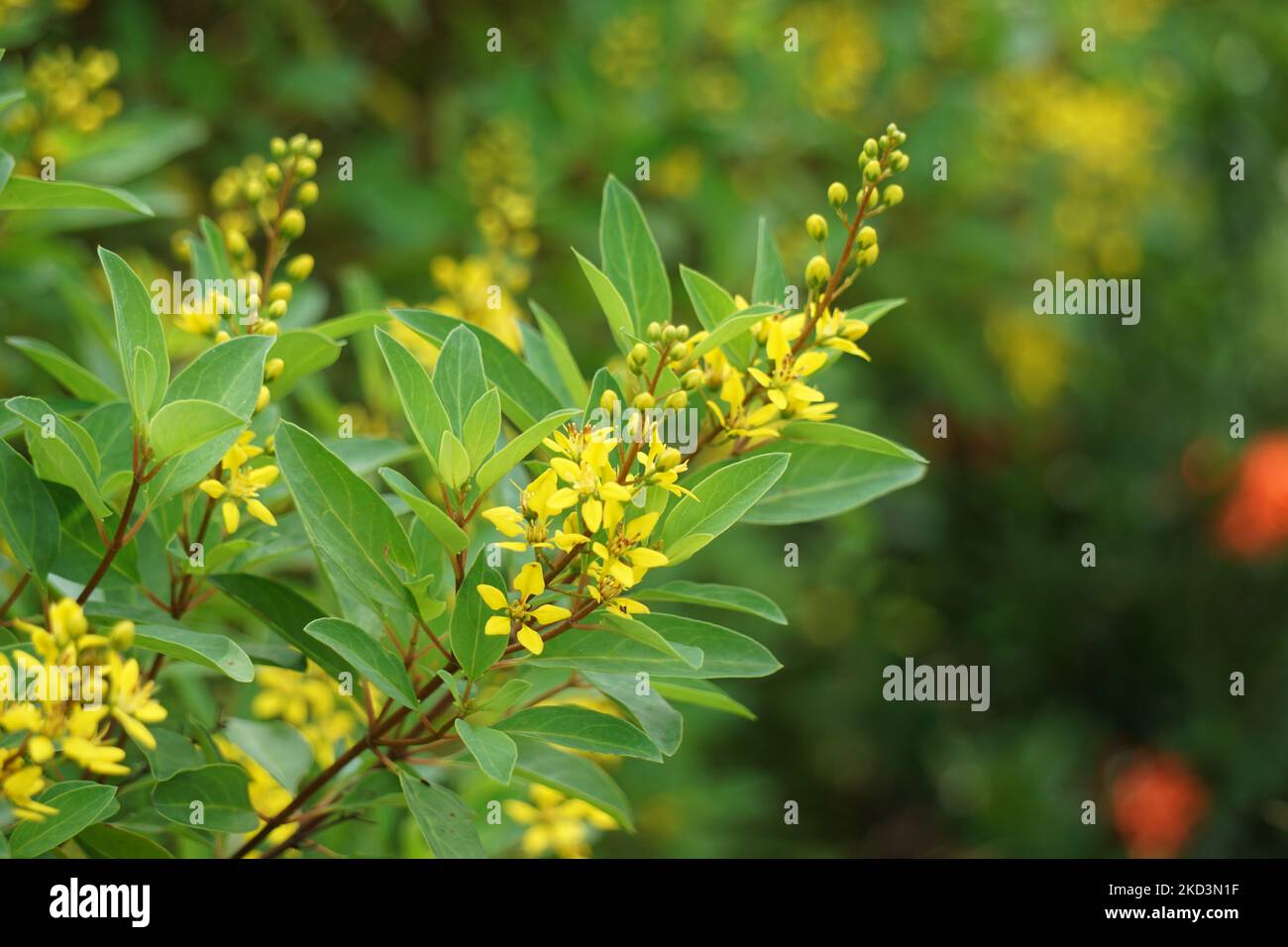 Fleur de Galphimia glauca (également appelée pluie d'or). Les feuilles et les fleurs séchées de la plante sont macérées dans de l’alcool et secouées Banque D'Images