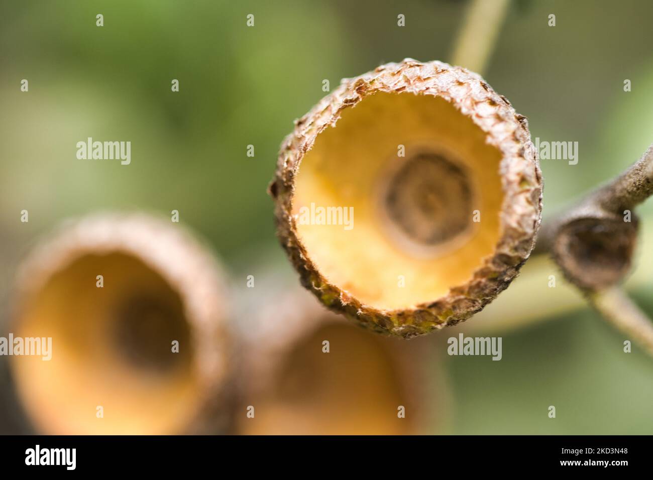 Un gros plan de calottes brunes sur une branche d'arbre Banque D'Images