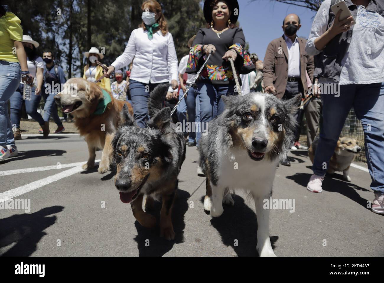 Maires de Mexico et leurs animaux de compagnie lors de l'inauguration d'un parc pour chiens dans la forêt de Tláhuac. Ce site est équipé de structures spéciales et de jeux pour animaux de compagnie, ainsi que de mesures de sécurité pour les empêcher de subir des accidents. (Photo de Gerardo Vieyra/NurPhoto) Banque D'Images