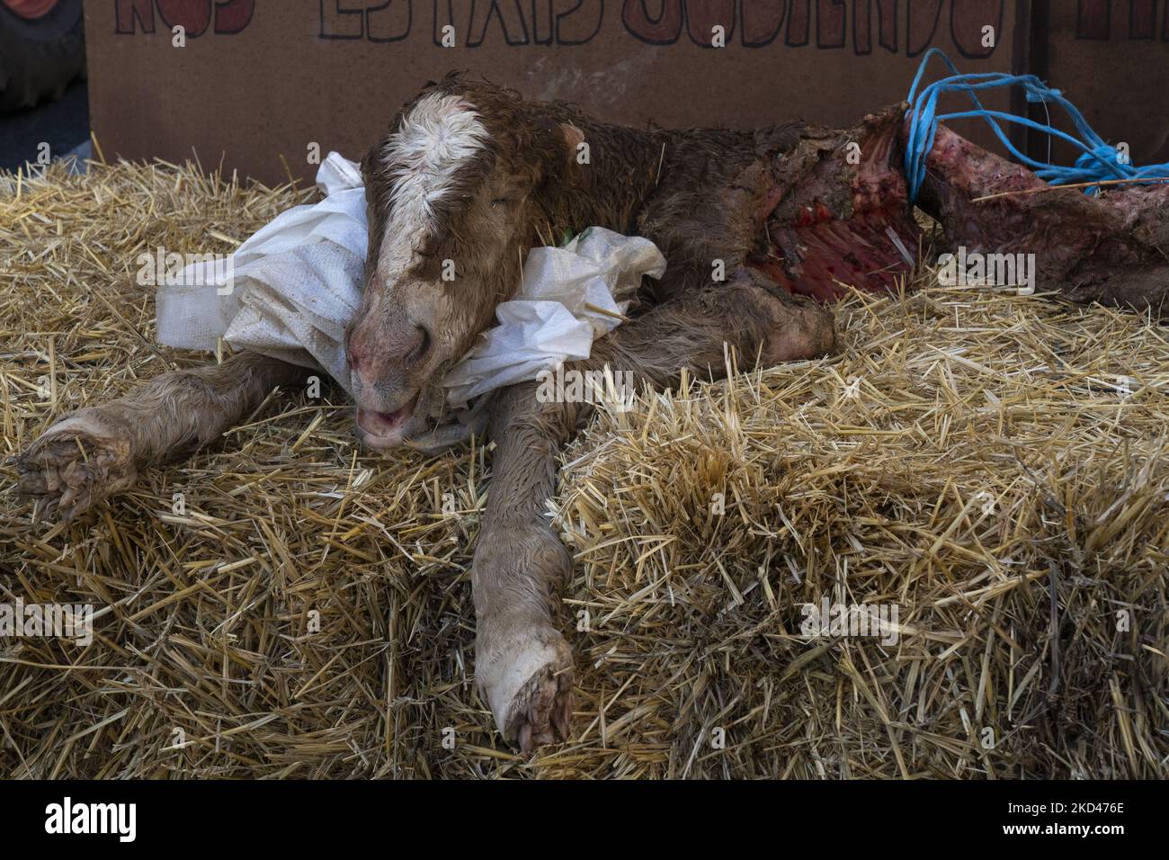 Cadavre d'un colt tué il y a un jour par les loups qu'un éleveur a amené à protester contre le faible coût du lait et la protection du loup qui a eu lieu dans les rues de Santander, en Espagne, sur 04 mars 2022. (Photo de Joaquin Gomez Sastre/NurPhoto) Banque D'Images