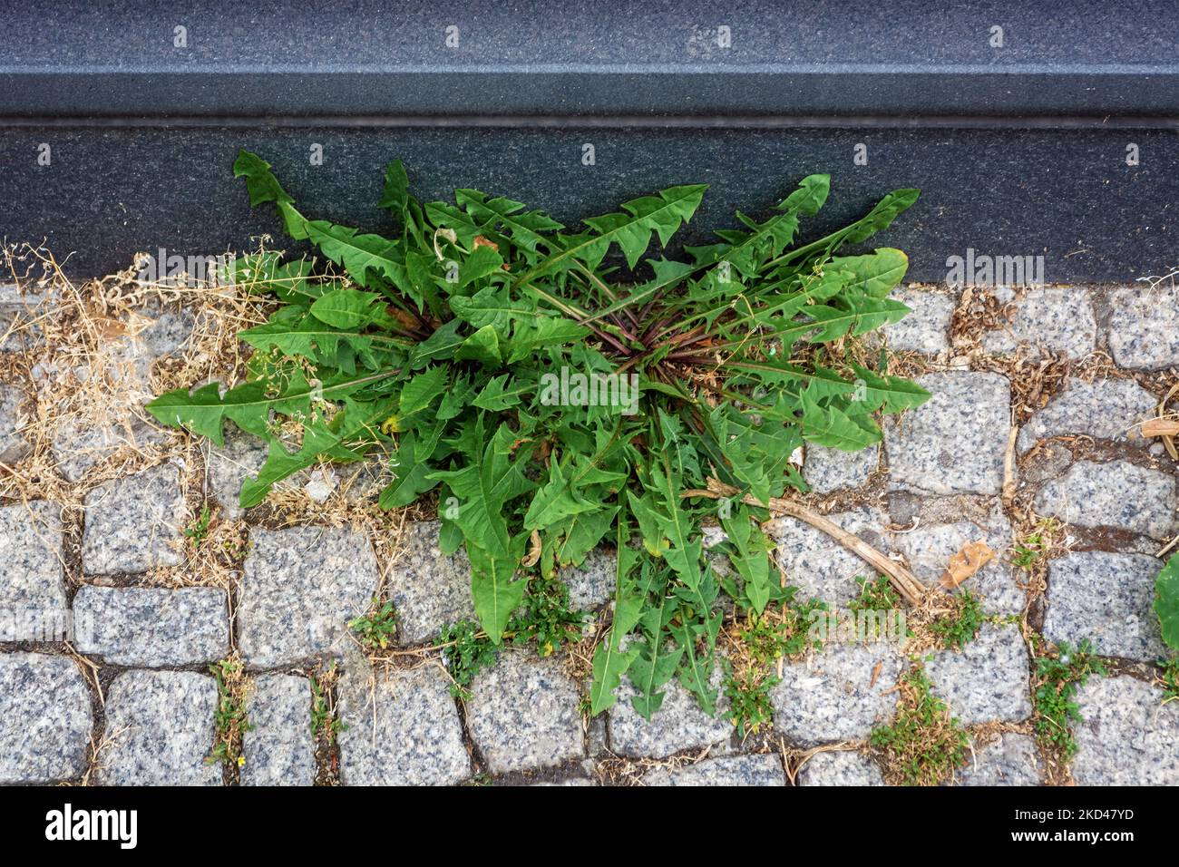 Les mauvaises herbes poussent à travers le pavé de pierre de granit à côté du trottoir de marbre. Banque D'Images