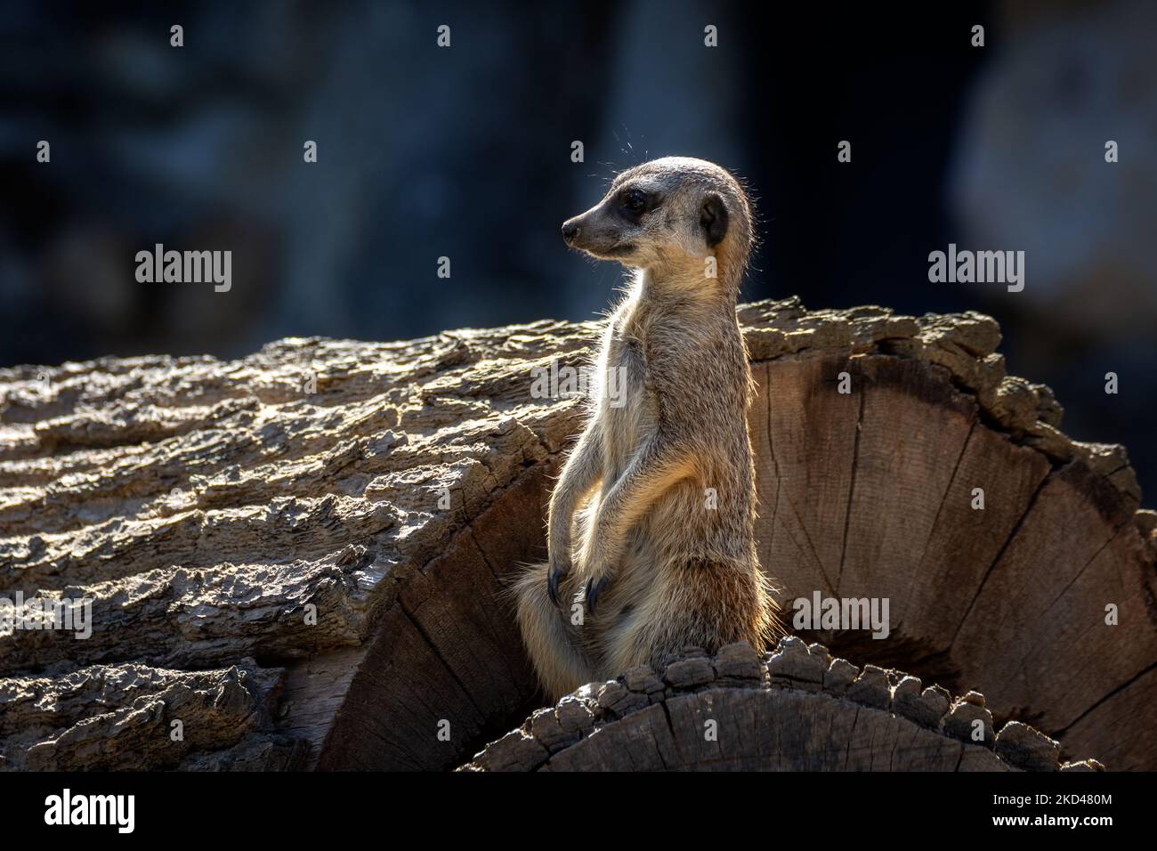 Meerkat repose sur une bûche de bois sciée et des bassiers au soleil. Banque D'Images