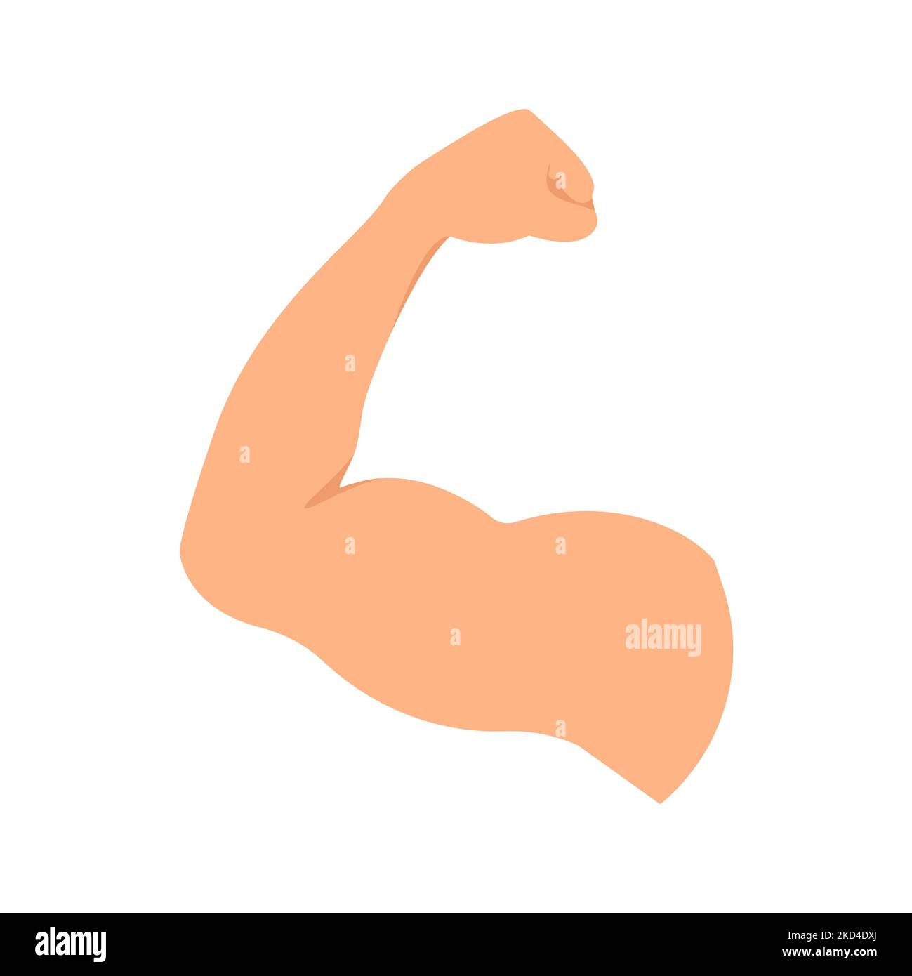 Muscle, illustration Banque D'Images