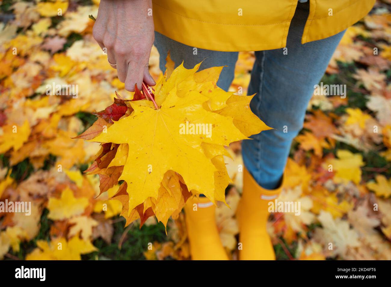 automne brillant. fille en bottes de caoutchouc jaune marchant avec un bouquet de feuilles d'érable Banque D'Images