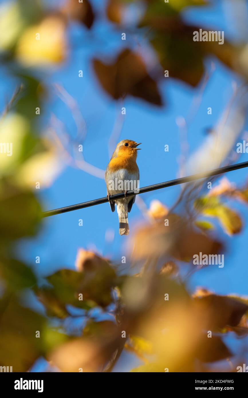 Robin (erithacus rubecula) chantant sur le fil téléphonique en automne - Royaume-Uni Banque D'Images
