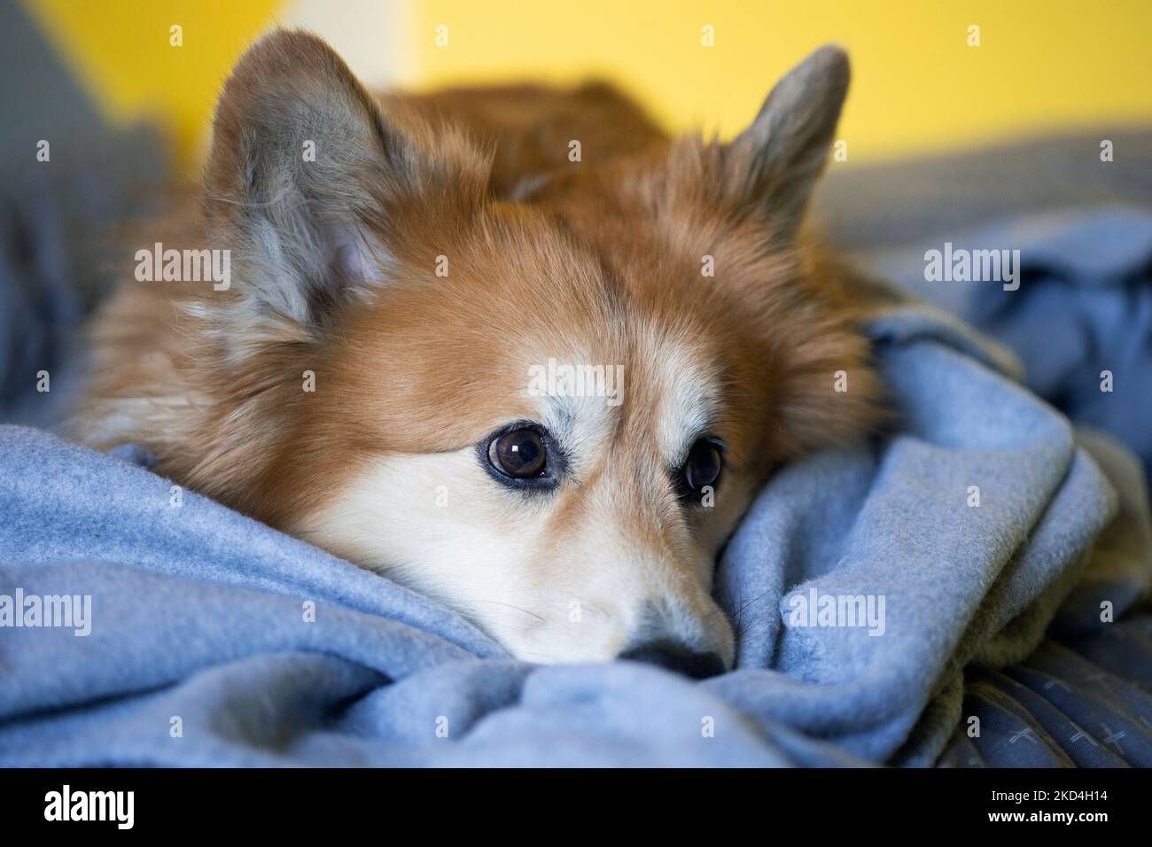 gros plan portrait corgi peluche chien allongé sur une couverture Banque D'Images