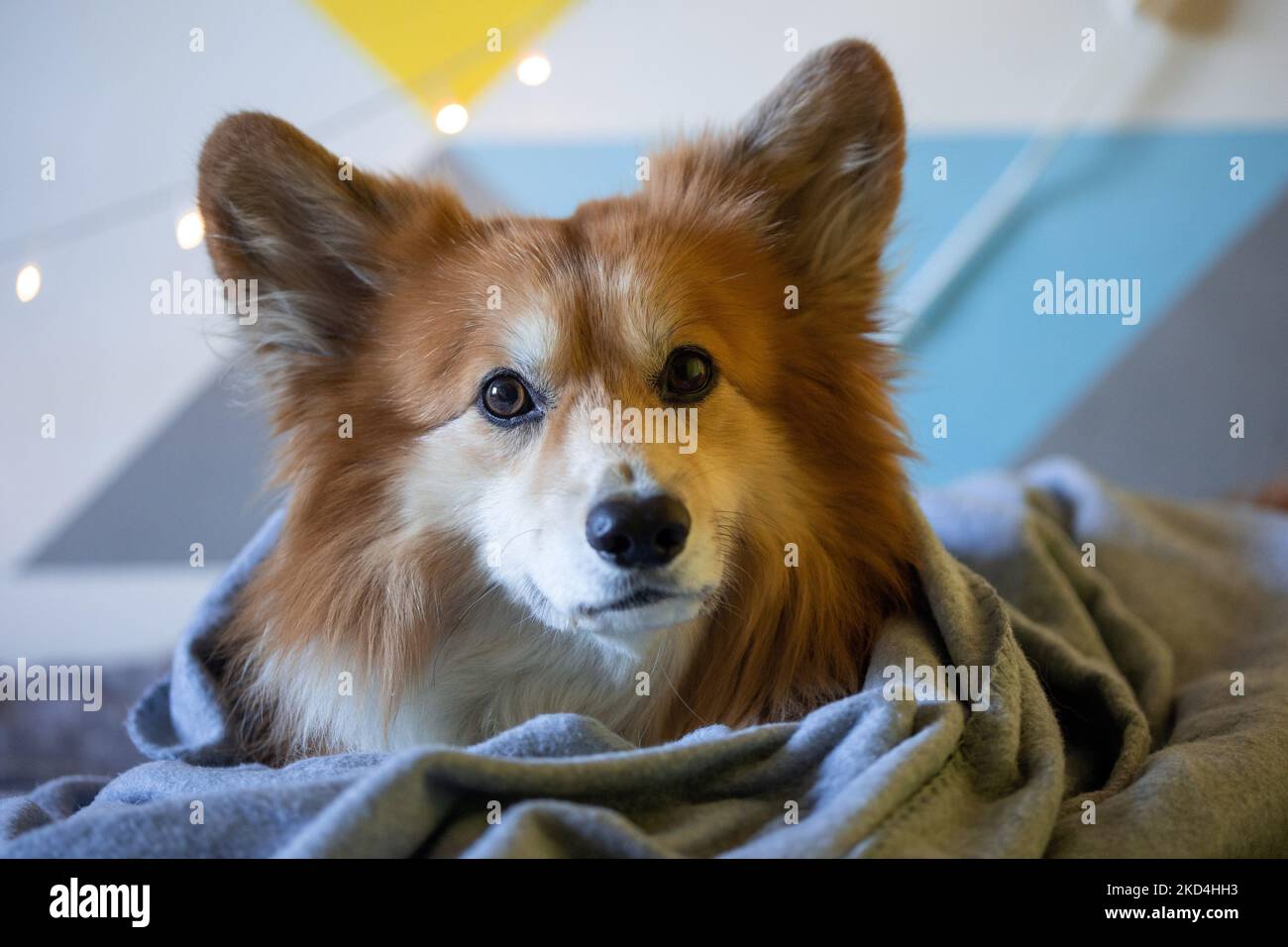 gros plan portrait corgi peluche chien allongé sur une couverture Banque D'Images