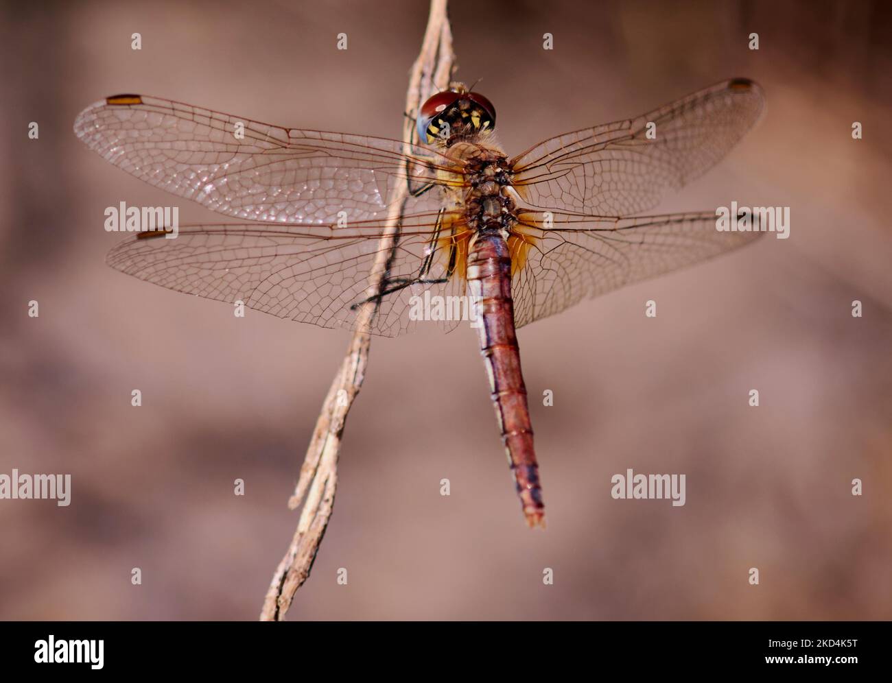 Sympetrum fonscolombei Banque D'Images