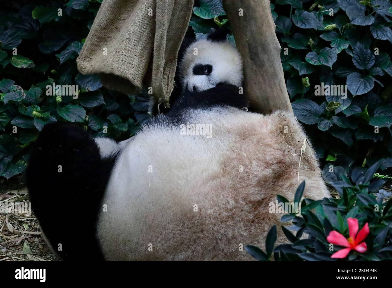 Le premier cub panda géant de Singapour, nommé le, partage un moment intime avec sa mère, Jia Jia, à l'intérieur de l'exposition sur la forêt de panda géants à Mandai River Wonders on 10 mars 2022 à Singapour. Né sur 14 août 2021 et pesant à 15,86kg ans (le 8 mars), le le est le premier né du panda géant Kai Kai et Jia Jia, neuf ans après leur arrivée à Singapour sous prêt de Chengdu. (Photo de Suhaimi Abdullah/NurPhoto) Banque D'Images