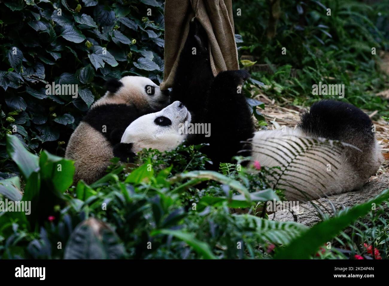 Le premier cub panda géant de Singapour, nommé le, partage un moment intime avec sa mère, Jia Jia, à l'intérieur de l'exposition sur la forêt de panda géants à Mandai River Wonders on 10 mars 2022 à Singapour. Né sur 14 août 2021 et pesant à 15,86kg ans (le 8 mars), le le est le premier né du panda géant Kai Kai et Jia Jia, neuf ans après leur arrivée à Singapour sous prêt de Chengdu. (Photo de Suhaimi Abdullah/NurPhoto) Banque D'Images