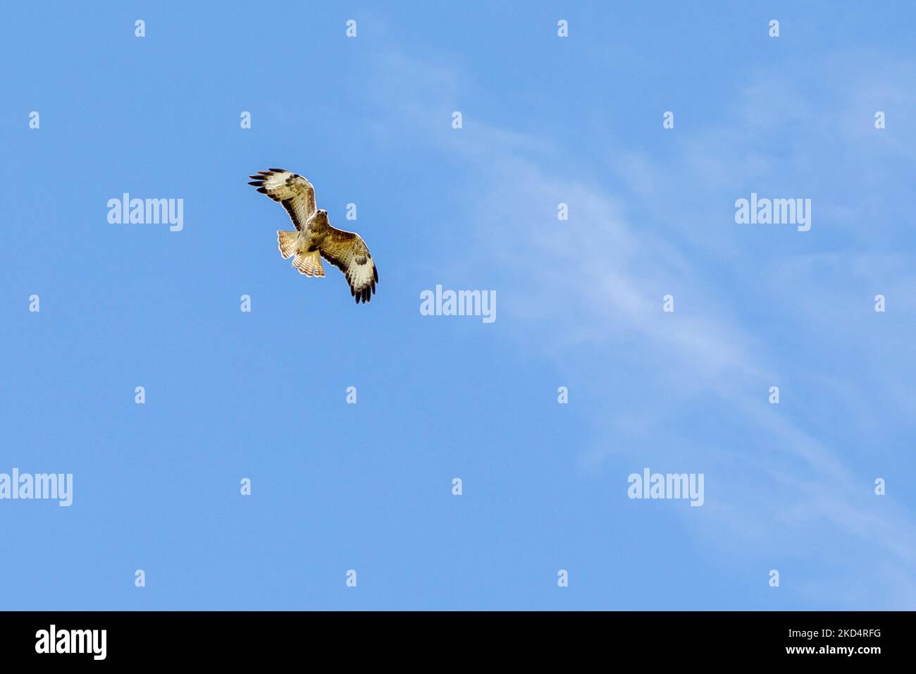 buzzard nom latin buteo buteo en vol avec des ailes s'étirent contre le ciel bleu Banque D'Images