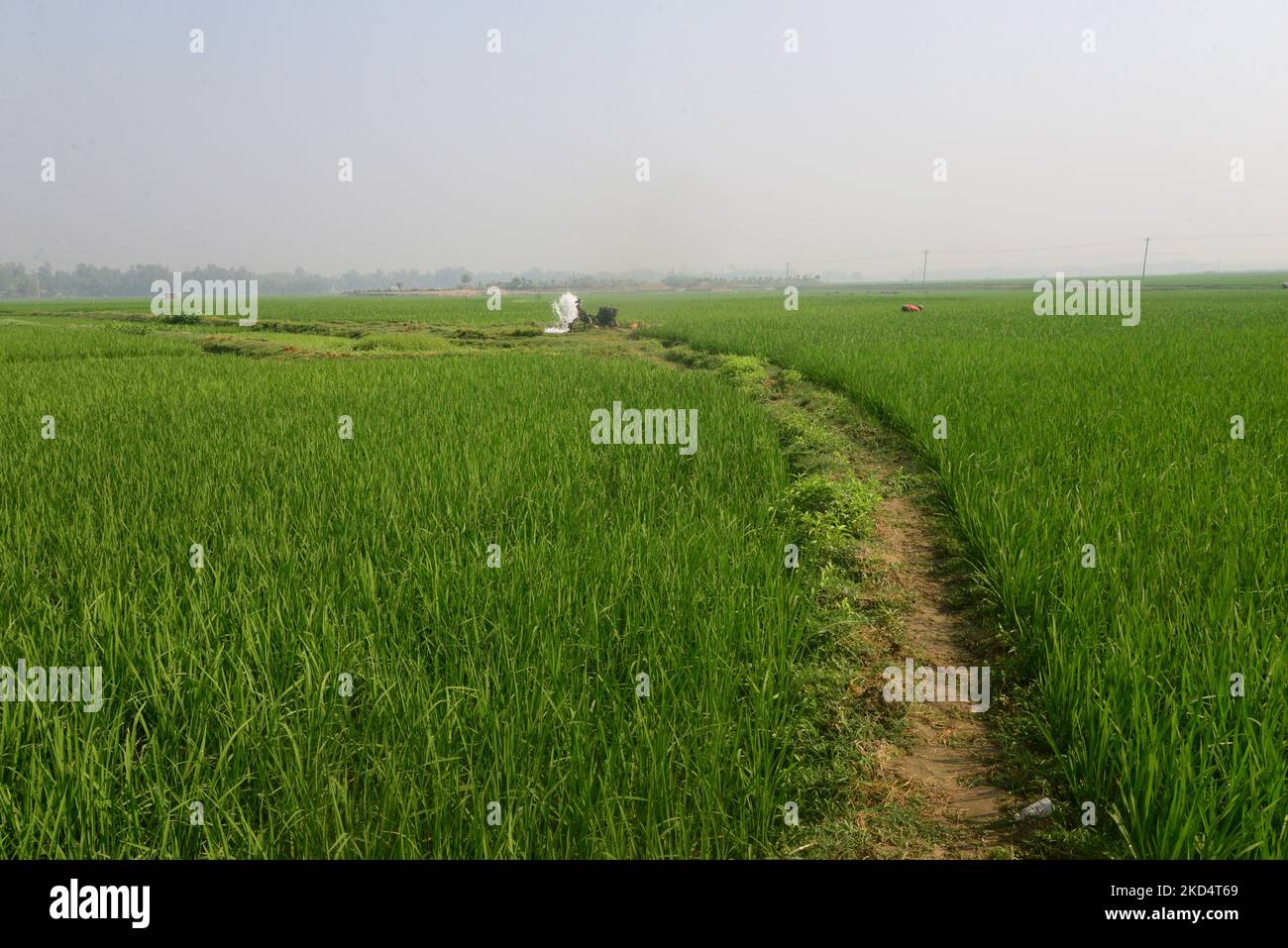 L'irrigation par puits en tube profond est effectuée sur le champ de paddy transplanté dans le district de Jamalpur, à la périphérie de Dhaka, au Bangladesh, sur 11 mars 2022 (photo de Mamunur Rashid/NurPhoto) Banque D'Images