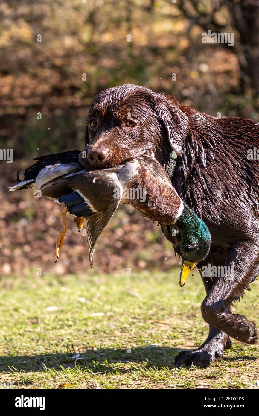 Hound apports collard Banque D'Images
