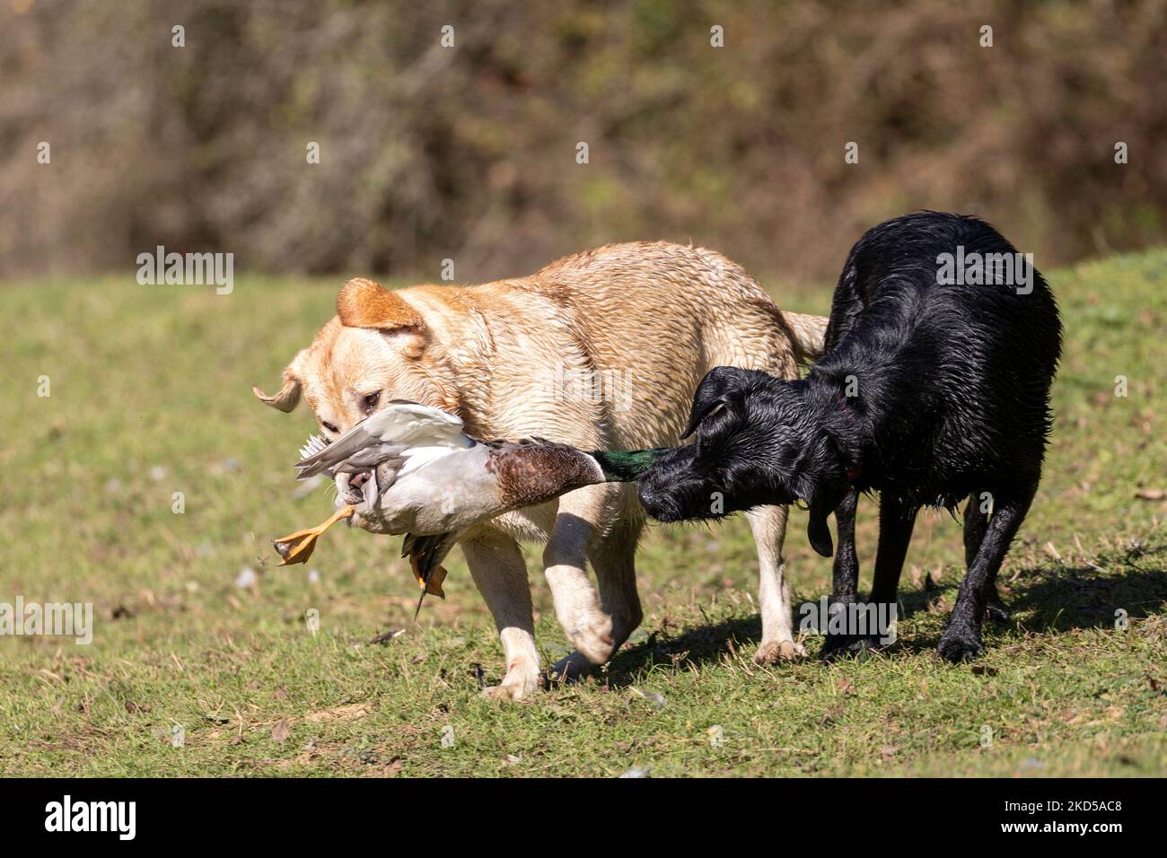 Hound apports collard Banque D'Images