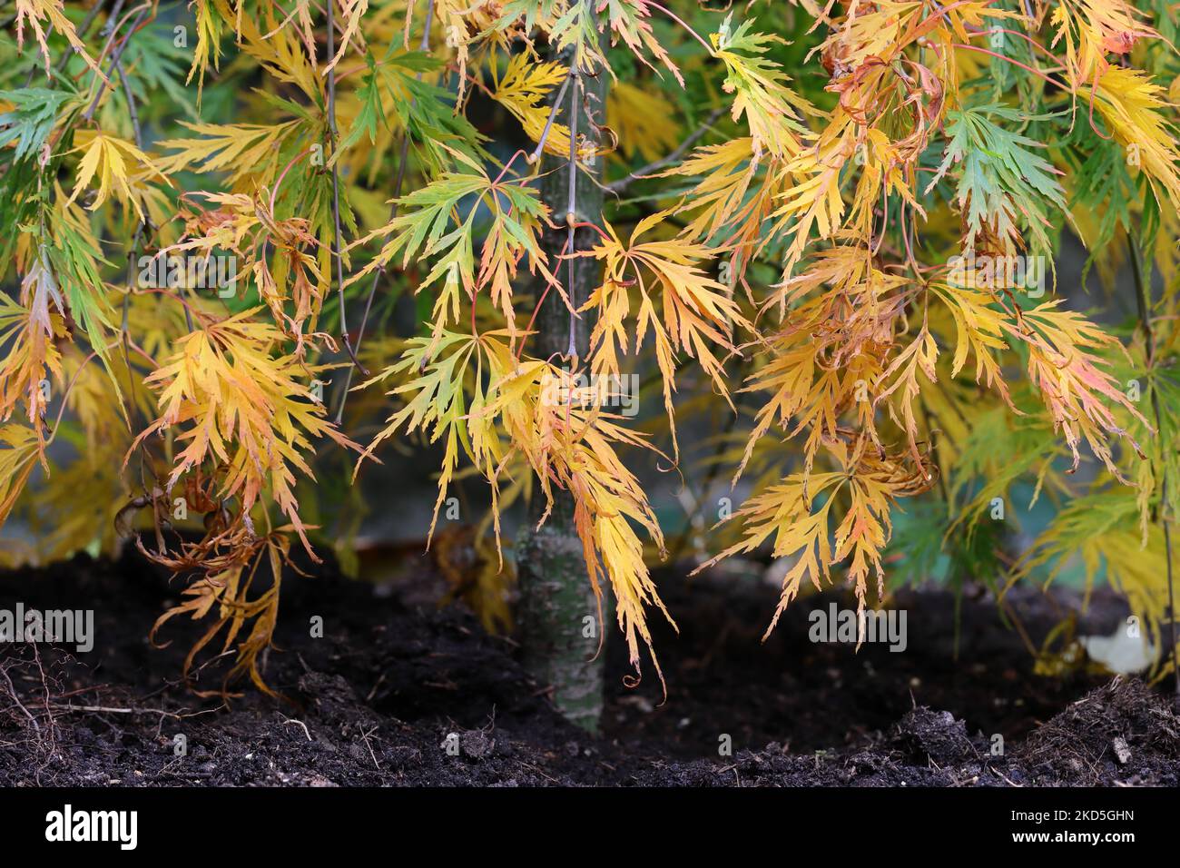 Gros plan de feuilles aux couleurs automniles sur un petit Bush Acer palmatum dissectum Banque D'Images