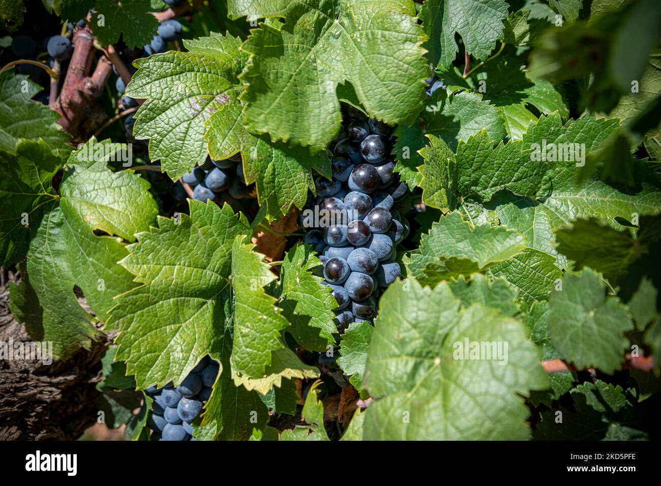 Gros plan de raisins rouges, grenaille horizontale, champ en Provence, sud de la France Banque D'Images