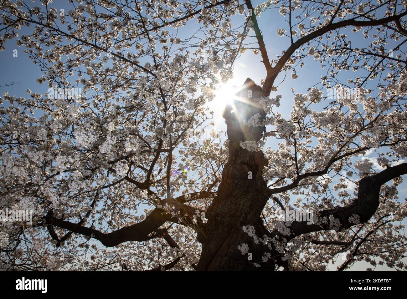 Le soleil brille à travers les cerisiers en fleurs le long du bassin de marée à Washington, D.C., sur 22 mars 2022 (photo de Bryan Olin Dozier/NurPhoto) Banque D'Images