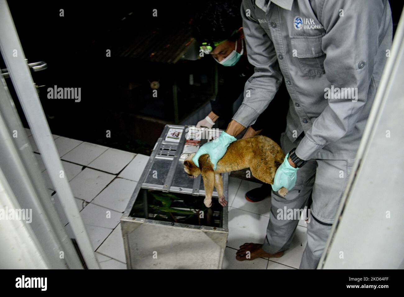 Un officier porte un camion lent Javan avant du libérer dans la nature au Centre international de réadaptation pour le sauvetage des animaux à Bogor, à Java-Ouest, en Indonésie, sur 24 mars 2022. Le Centre de conservation des ressources naturelles (BBKSDA) West Java et International Animal Rescue (IAR) ont publié 10 loris lents Javan dans une réserve naturelle du mont Simpang. Le loris lent de Javan (Nycticebus javanicus) est l'une des espèces les plus menacées au monde. (Photo par Adriana Adie/NurPhoto) Banque D'Images